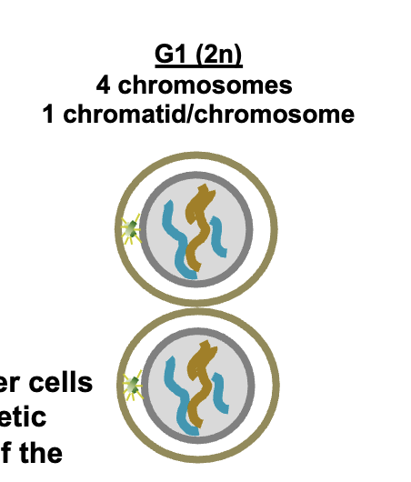 <p>G1 2n</p><p>4 chromosomes </p><p>1 chromatid/chromosomes per DNA molecule</p>