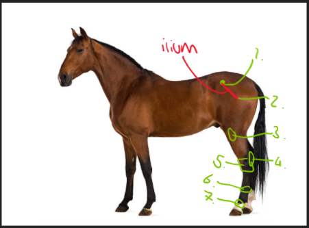 <p>Label these parts of the horse</p>