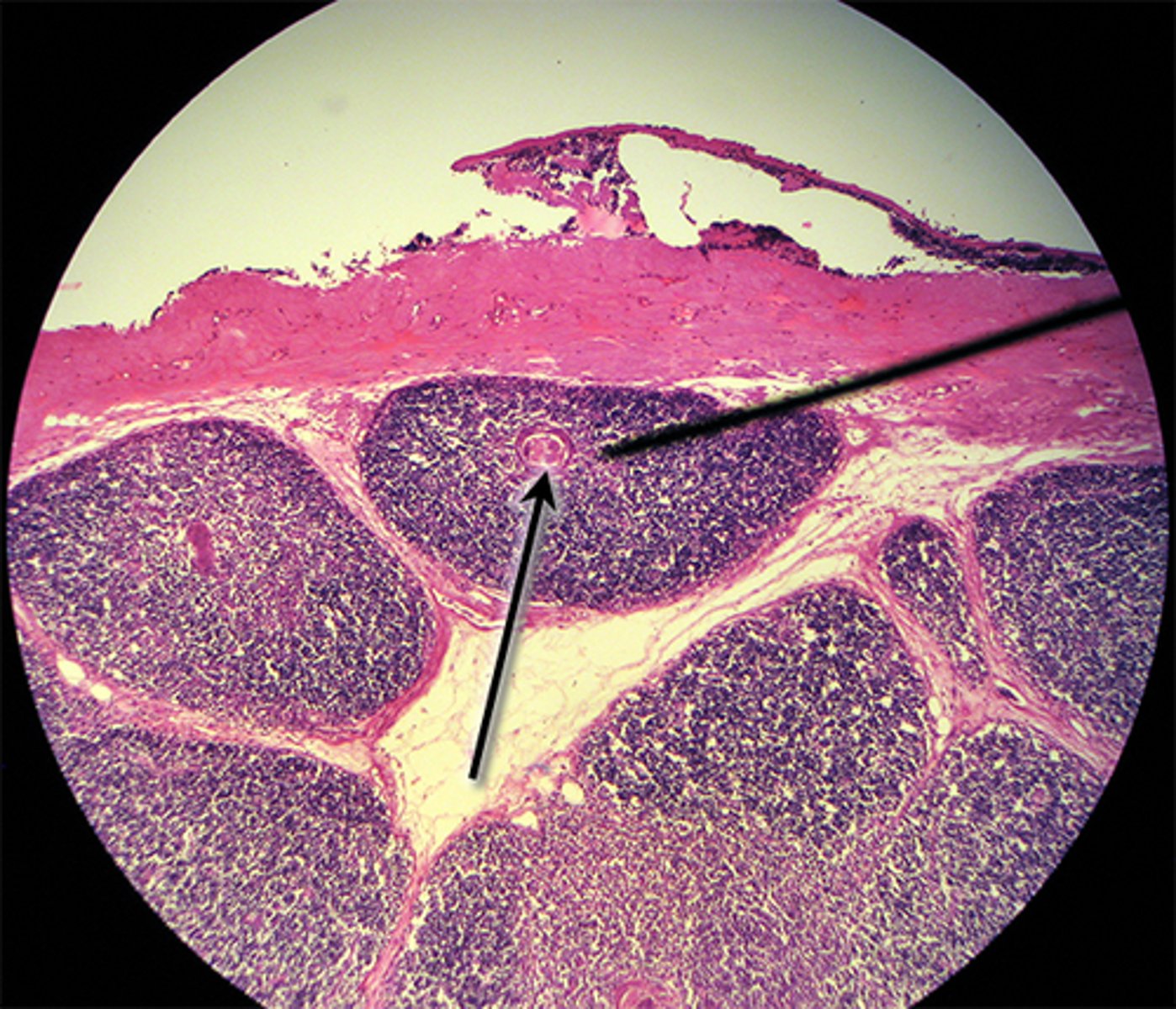knowt flashcard image