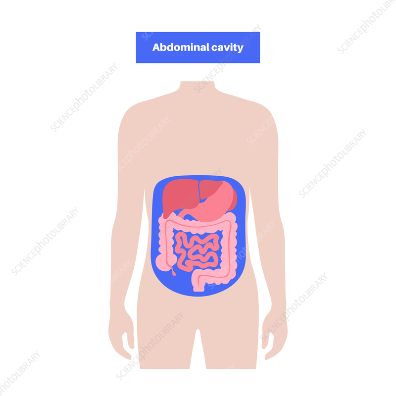 <p>Houses the stomach, liver, intestines, and other organs.</p><ul><li><p>Superior to the pelvic cavity.</p></li><li><p>Part of the abdominopelvic cavity (divided into anatomical left and right quadrants).</p></li><li><p>Also divided into nine regions.</p></li></ul><p></p>