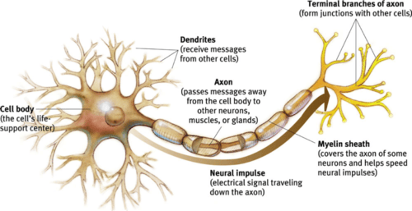 <p>Neuron = individual cell of the brain</p>