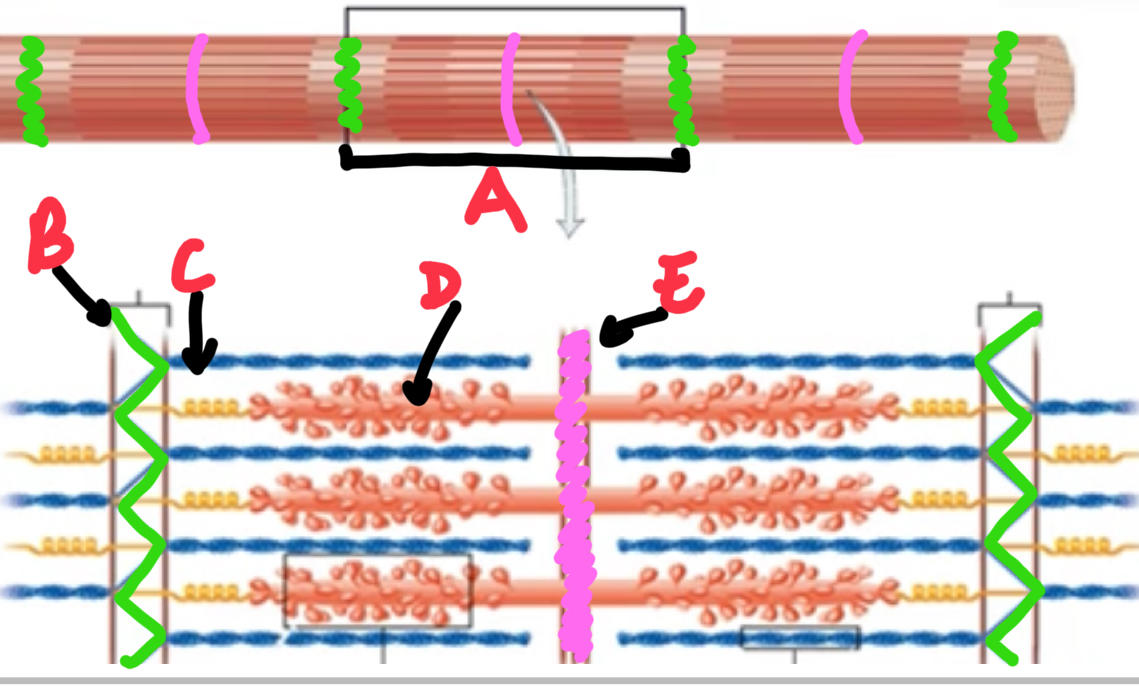 <p>Name and describe these structures of a myofibril. </p>