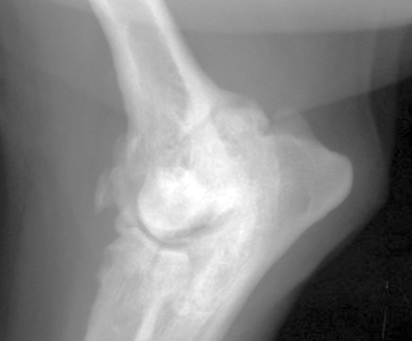 <p>Identify the joint changes?</p>