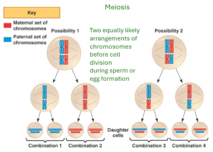 <ul><li><p><span style="background-color: transparent; font-family: "Helvetica Neue", sans-serif;">Having all genes on one chromosome would reduce genetic diversity</span></p></li><li><p><span style="background-color: transparent; font-family: "Helvetica Neue", sans-serif;">Genes on the same chromosome are <strong>genetically linked</strong></span></p></li><li><p><span style="background-color: transparent; font-family: "Helvetica Neue", sans-serif;">Linked genes have higher chance of being co-inherited after meiosis</span></p></li><li><p><span style="background-color: transparent; font-family: "Helvetica Neue", sans-serif;">Multiple chromosomes allow independent assortment → Increases genetic variation</span></p><ul><li><p><span style="background-color: transparent; font-family: "Helvetica Neue", sans-serif;">Sexual organisms divide genes onto multiple chromosomes → Permits independent assortment to increases genetic diversity in sperm/eggs</span></p></li></ul></li></ul><p></p>