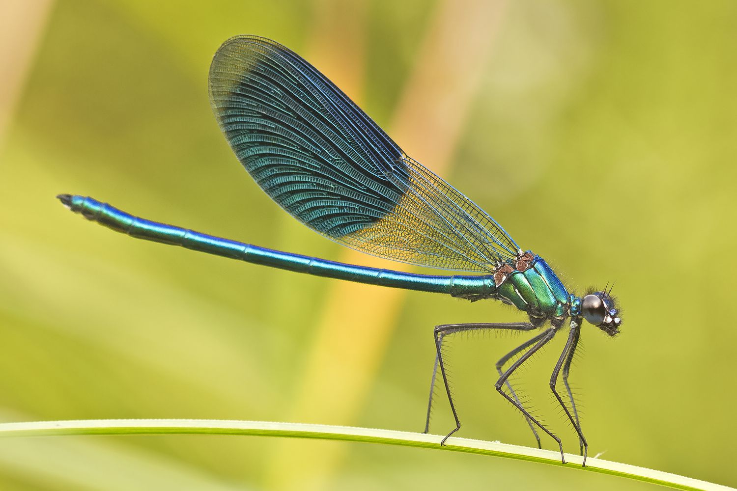 <p>Damselflies</p>