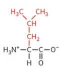 <ul><li><p>nonpolar side chain </p></li><li><p>hydrophobic</p></li><li><p>no H-bond</p></li></ul><p></p>