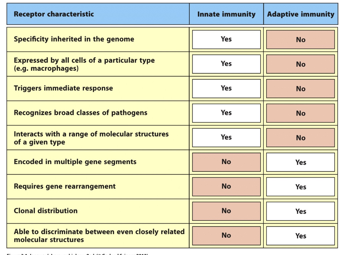 <p>Recognize signals from pathogens or tissue damage to initiate immune responses.</p><p><strong><u><br>Main Idea</u></strong></p><ul><li><p>Innate: Receptors have very high degree of sensitivity, but low degree of specificity</p></li><li><p>Adaptive: Receptors have very high degree of specificity, but low degree of sensitivity</p></li></ul><p></p>