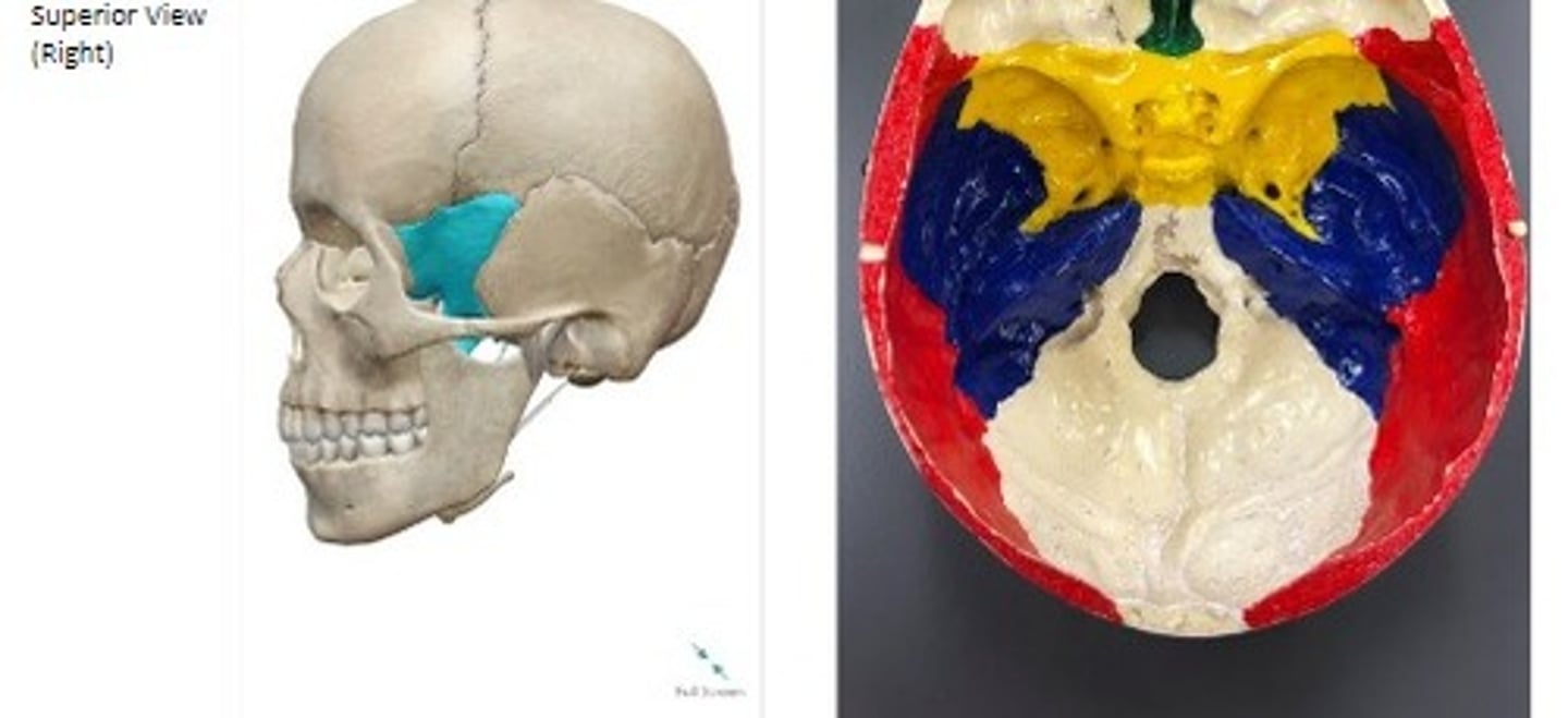 <p>What category of bone is it? What bone is it?</p>