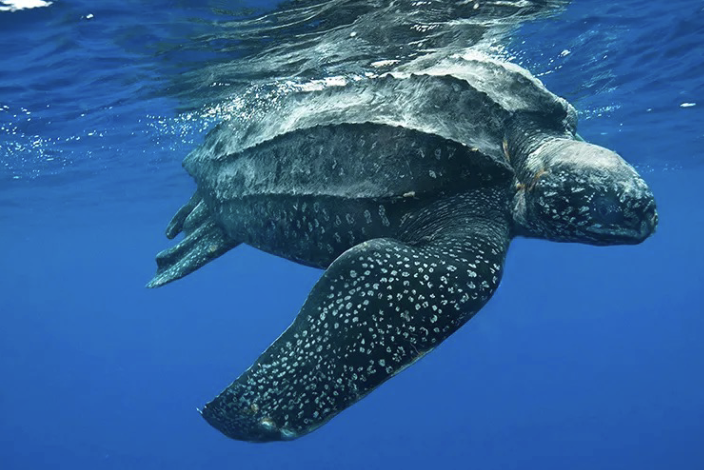 <p>Leatherback Sea Turtle</p>