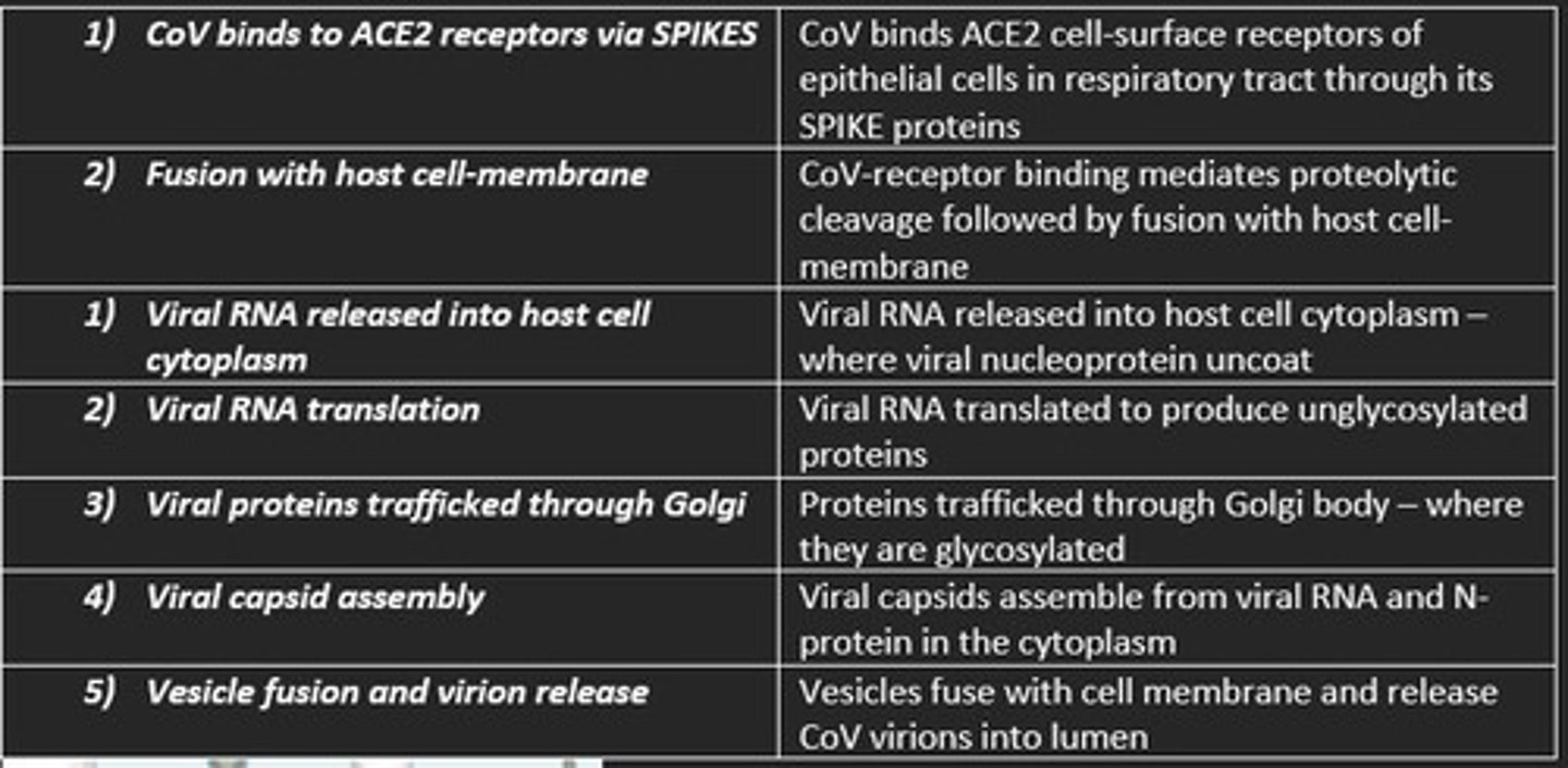 <p>1) CoV binds to ACE2 receptors of epithelial cells in respiratory tract via its SPIKE proteins</p><p>2) CoV-receptor binding mediates proteolytic cleavage followed by fusion with host cell-membrane</p><p>3) Viral RNA released into the host cell cytoplasm - where the viral nucleoprotein uncoats</p><p>4) Viral RNA translated to produce unglycosylated proteins</p><p>5) Proteins trafficked via the Golgi body - where they are glycosylated</p><p>6) Viral capsids assemble from viral RNA and (nucleocapsid) N-protein in the cytoplasm</p><p>7) Vesicles fuse with the cell membrane and release CoV virions into the lumen</p>