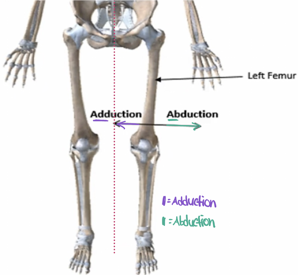 <p>movement away from midline. </p>