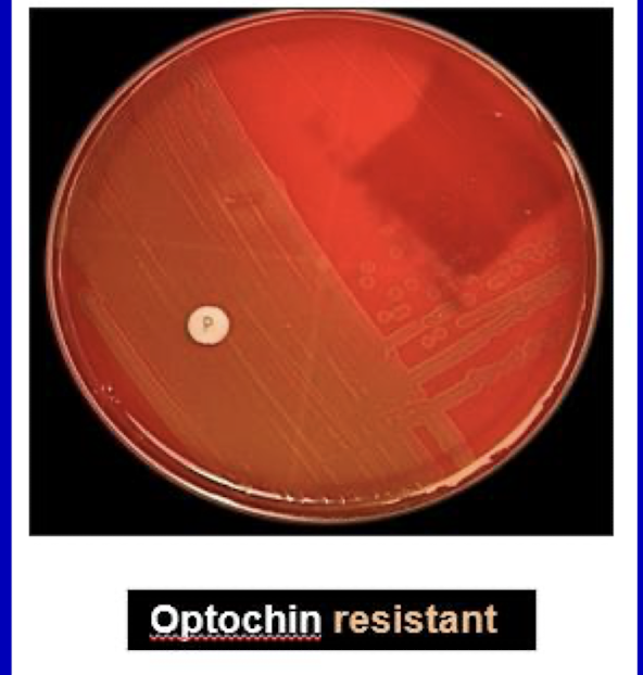 <p><strong>Heterogenous group</strong></p><p>– important species: <em><mark data-color="purple" style="background-color: purple; color: inherit;">S. sanguinis, S. mitis, S. mutans, S. anginosus</mark></em></p><p><span style="color: green;"><strong>• α haemolytic</strong></span></p><p><strong><u>• Optochin resistant</u></strong></p><p><strong>• Normal habitat is oral cavity</strong></p><p><strong>– “oral streptococci”</strong></p>