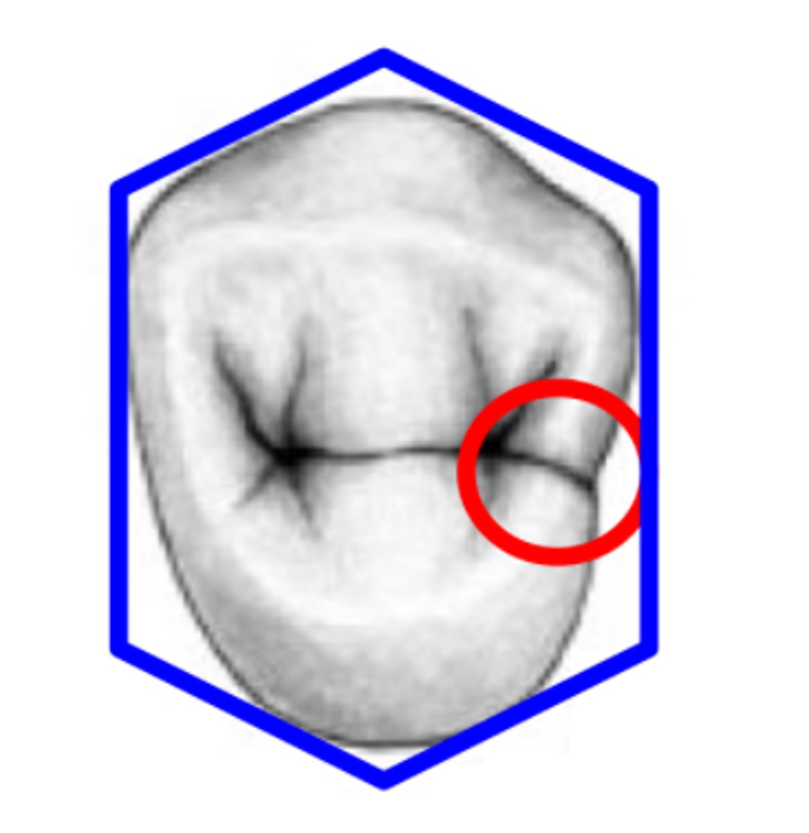 <p>MMR Developmental Groove</p><p>(Picture: red circle)</p>