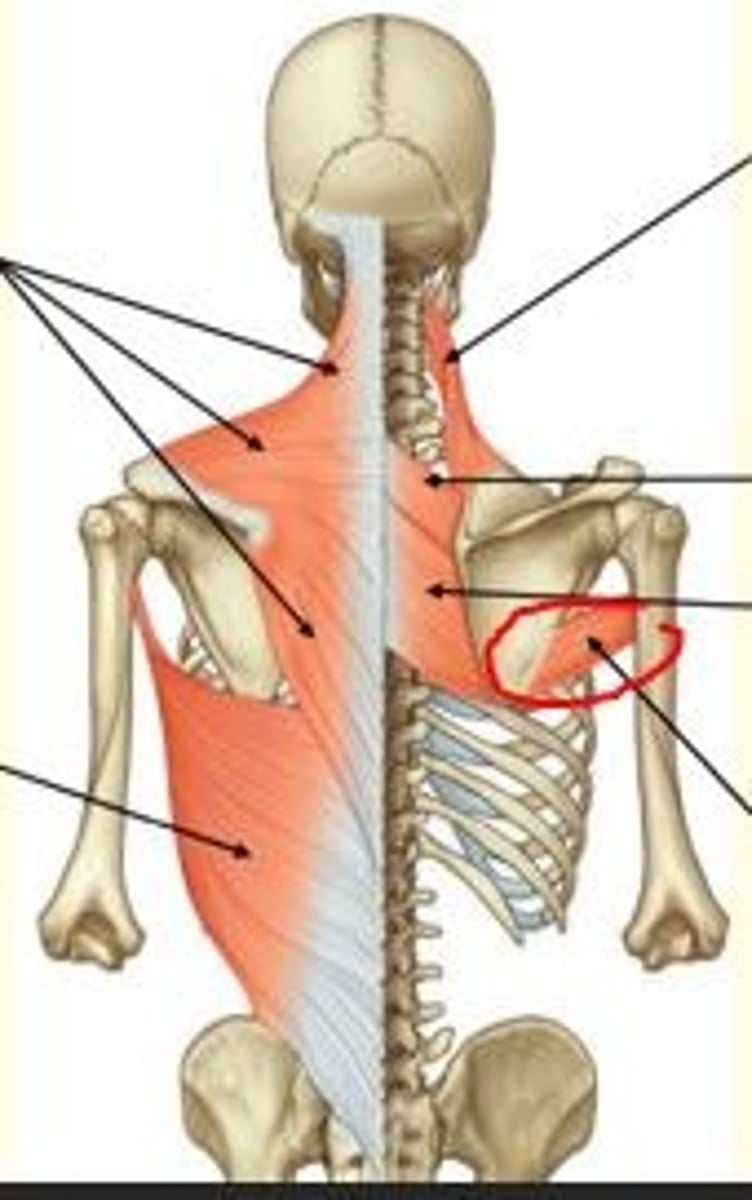 <p>Teres major </p><p>- Adduction & medial rotation of humerus</p><p>- Innervated by lower subscapular nerve </p>