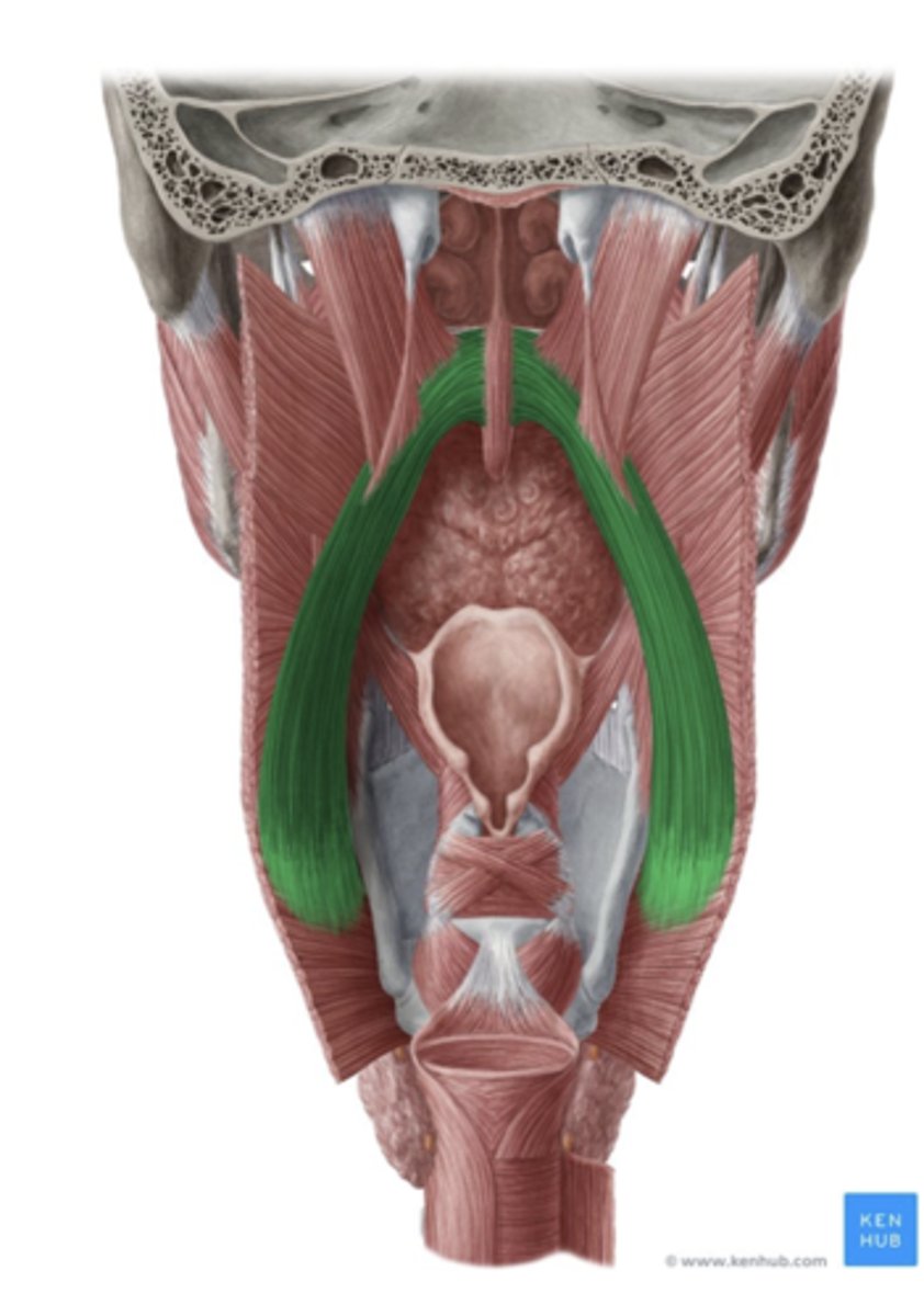 <p>Lateral wall of the pharynx and thyroid cartilage</p>