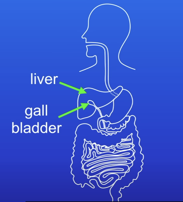 <ul><li><p>Made in liver </p></li><li><p>Stored in gall bladder</p></li></ul>