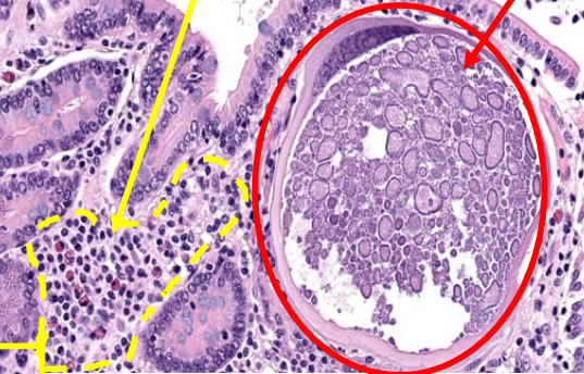 <p>What is the red arrow pointing to?</p>