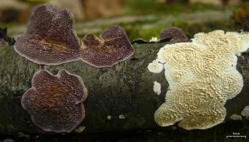 <p>Plant pathogen</p>