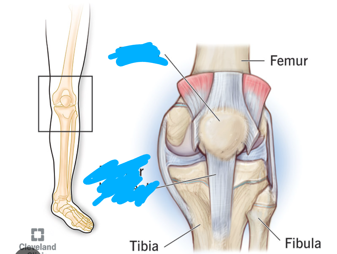 <p>What bone is this? (Appendicular)</p>