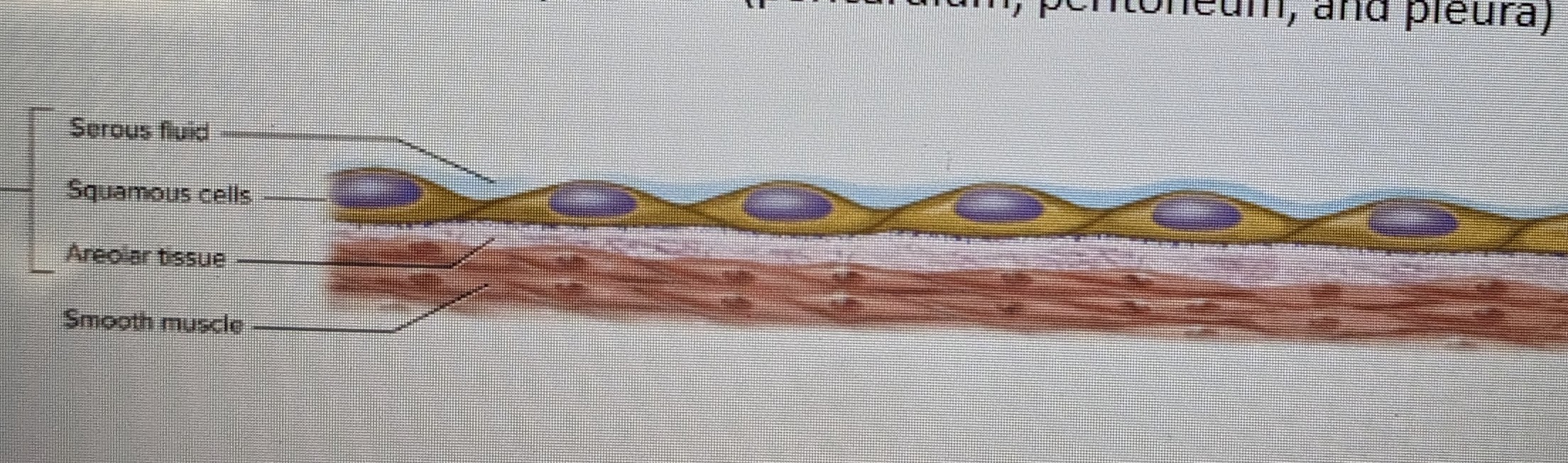 internal membrane; double membrane with watery liquid in between; extremely slippery, reduce friction ; around heart and joints

* simple squamous resting on a layer of areolar tissue
* produces serous fluid that arises from blood
* covers organs and lines walls of body cavities; endothelium lines blood vessels & heart; mesothelium lines body cavities such as pericardium, peritoneum, and pleura
* visceral: one membrane lies directly against organ, parietal: layers of membrane against cavity wall