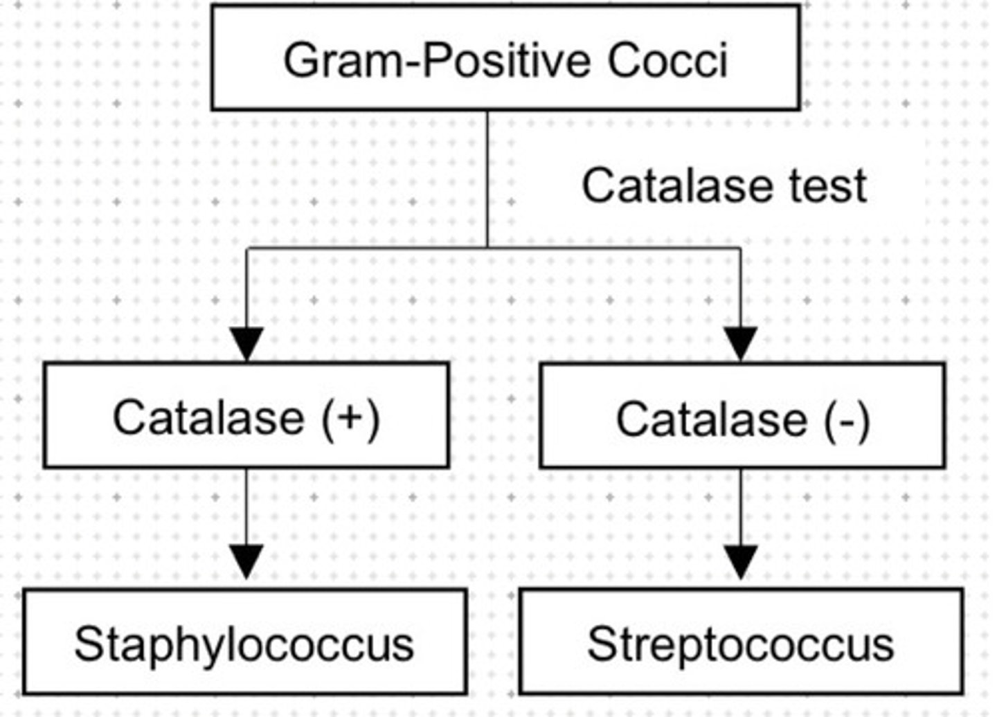 <p>a. Staphylococcus</p>