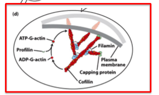 <p>branched actin meshwork&nbsp;</p><ul><li><p>front membrane is pushed out&nbsp;</p></li></ul><p></p>
