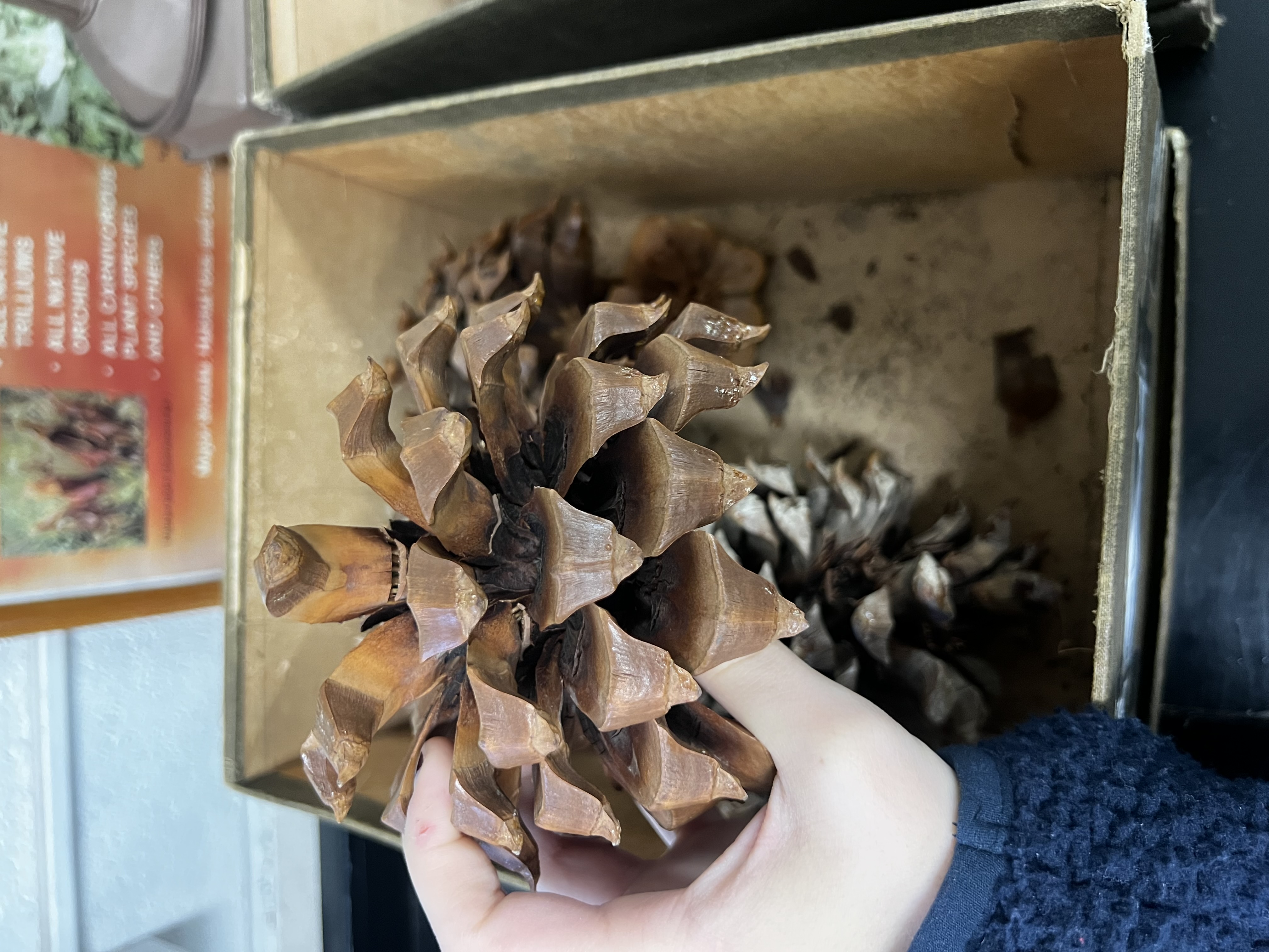 knowt flashcard image