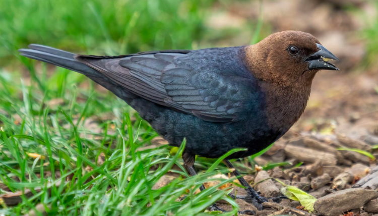 <p>Brown-headed Cowbird</p>