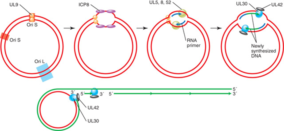 <p>Bidirectional DNA replication. RNA primers (blue arrows) are synthesized by a herpesvirus. Viral proteins bind to origins of replication on the DNA and open it. Proteins serving as primases, helicases and primers help to synthesize DNA. Replicated DNA rolls of the template forming a concatemer (a long continuous DNA molecule that contains multiple copies of the same DNA sequence linked in series)</p>