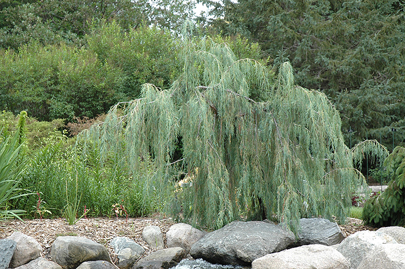 Tolleson’s weeping juniper