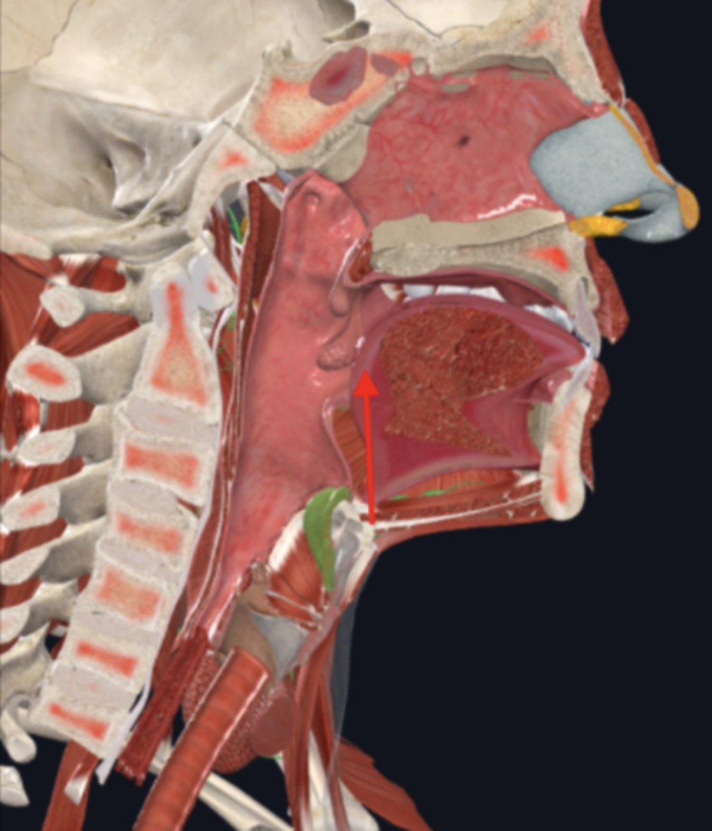 <p>posterior portion of the tongue</p>