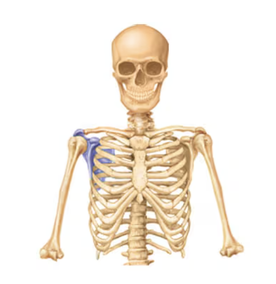 <p>Name this part of the appendicular skeleton</p>