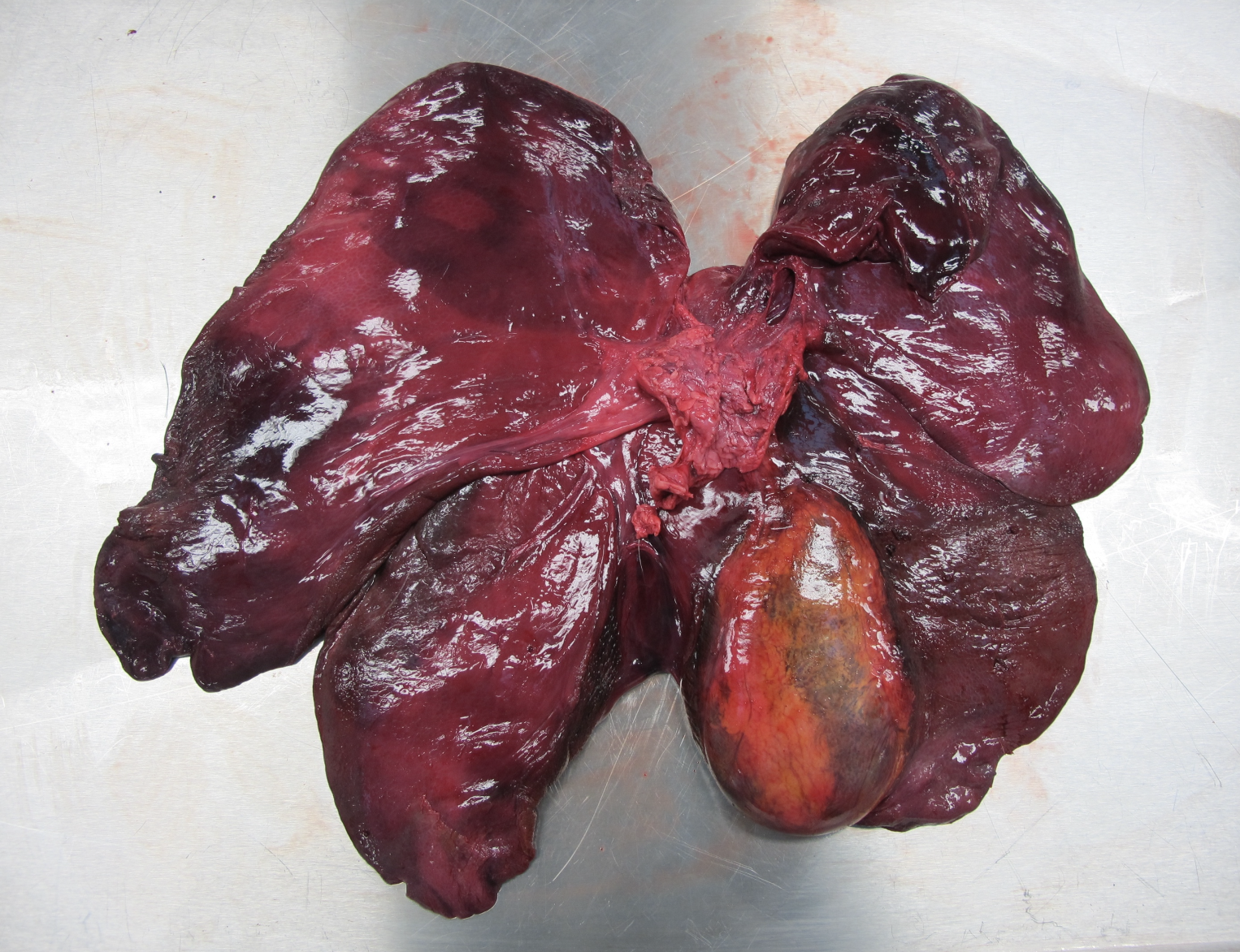 <p>Which species’ liver is shown in this picture? What are its characteristics?</p>
