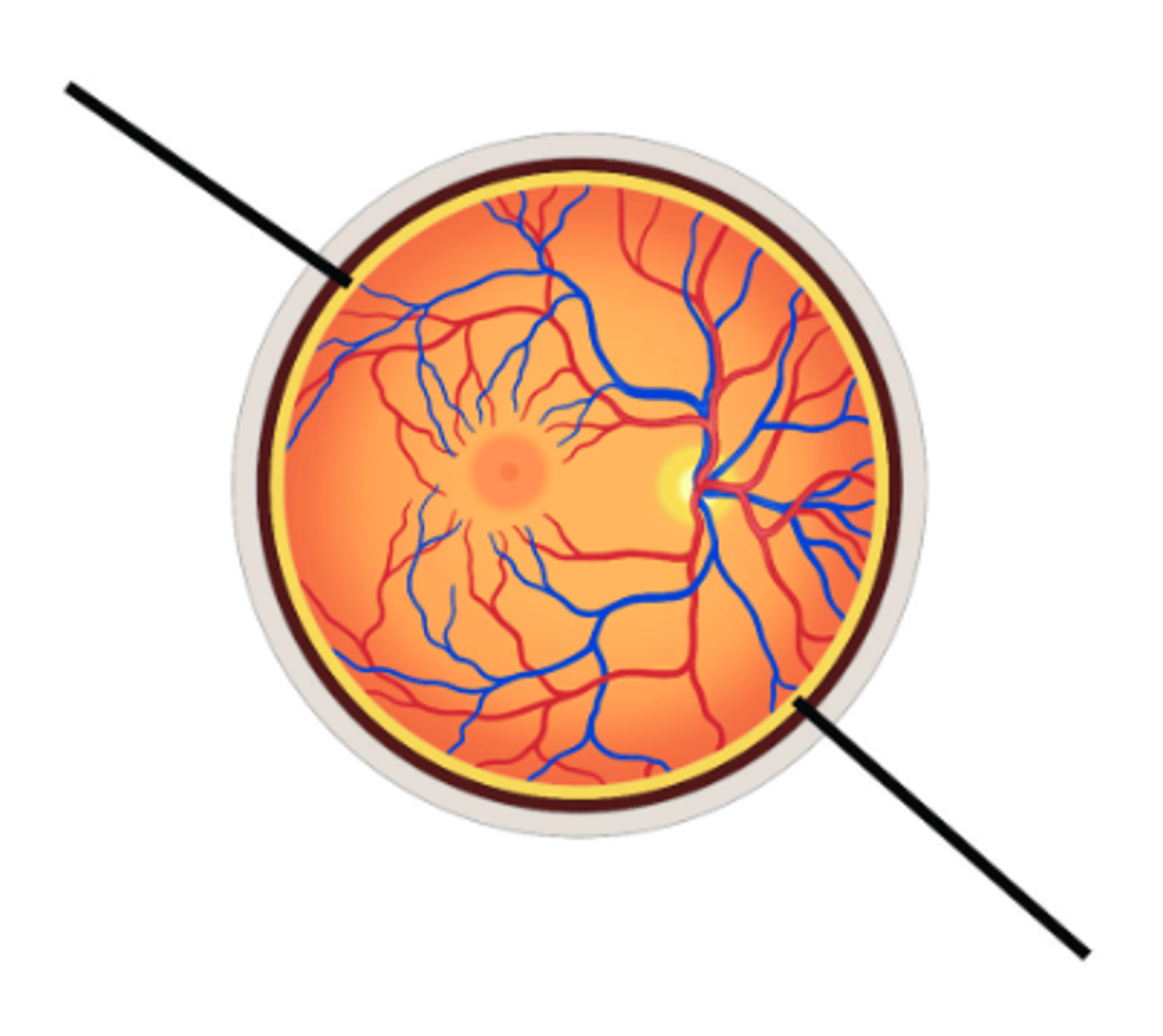 <p>Identify structure.</p>