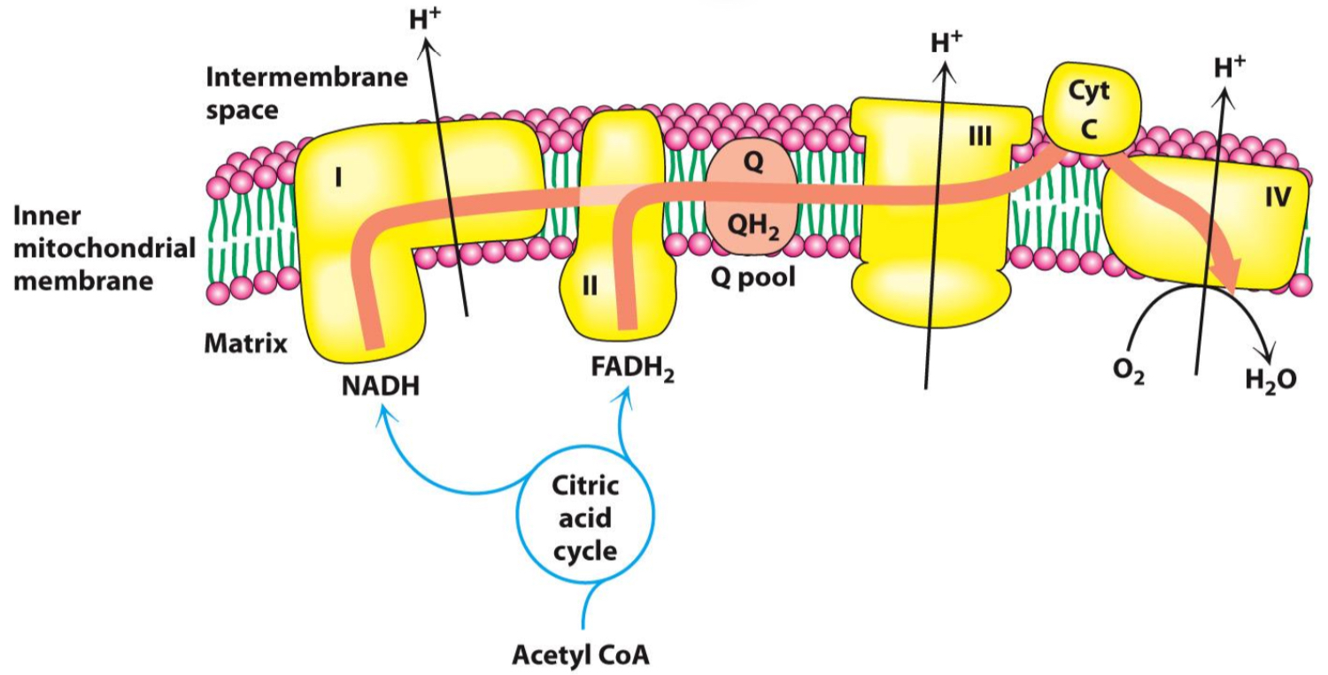 <p>Série transfert d’e-  exergoniques → génération gradient H+</p><p>C I, III, IV → transfert H+ (NO C II)</p>