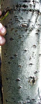 <p>Name this tree (scientific + common name)</p>