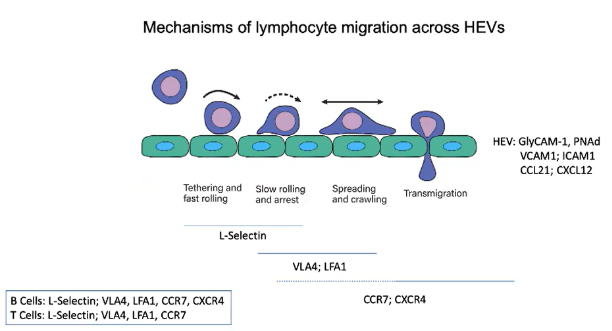 <ul><li><p><strong>VLA4</strong> and <strong>LFA1 integrins</strong> are activated on <strong>lymphocytes</strong>.</p></li><li><p><strong>VLA4</strong> binds to <strong>VCAM1</strong> and <strong>LFA1</strong> binds to <strong>ICAM1</strong> on <strong>HEVs</strong>.</p></li><li><p>This binding creates <strong>strong adhesion</strong>, stopping <strong>rolling</strong> and enabling <strong>transmigration</strong> into lymph nodes.</p></li></ul><p></p>