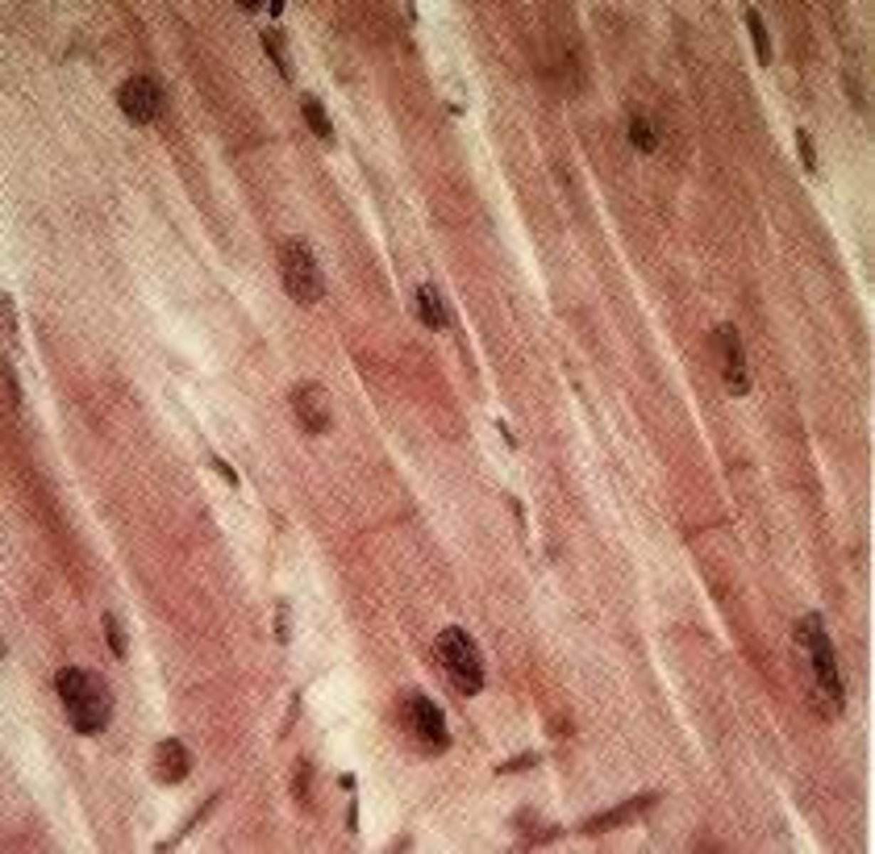 <p>a group of similar cells that work together</p>