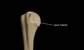<p>Attachment site for rotator cuff muscles.</p><p></p>