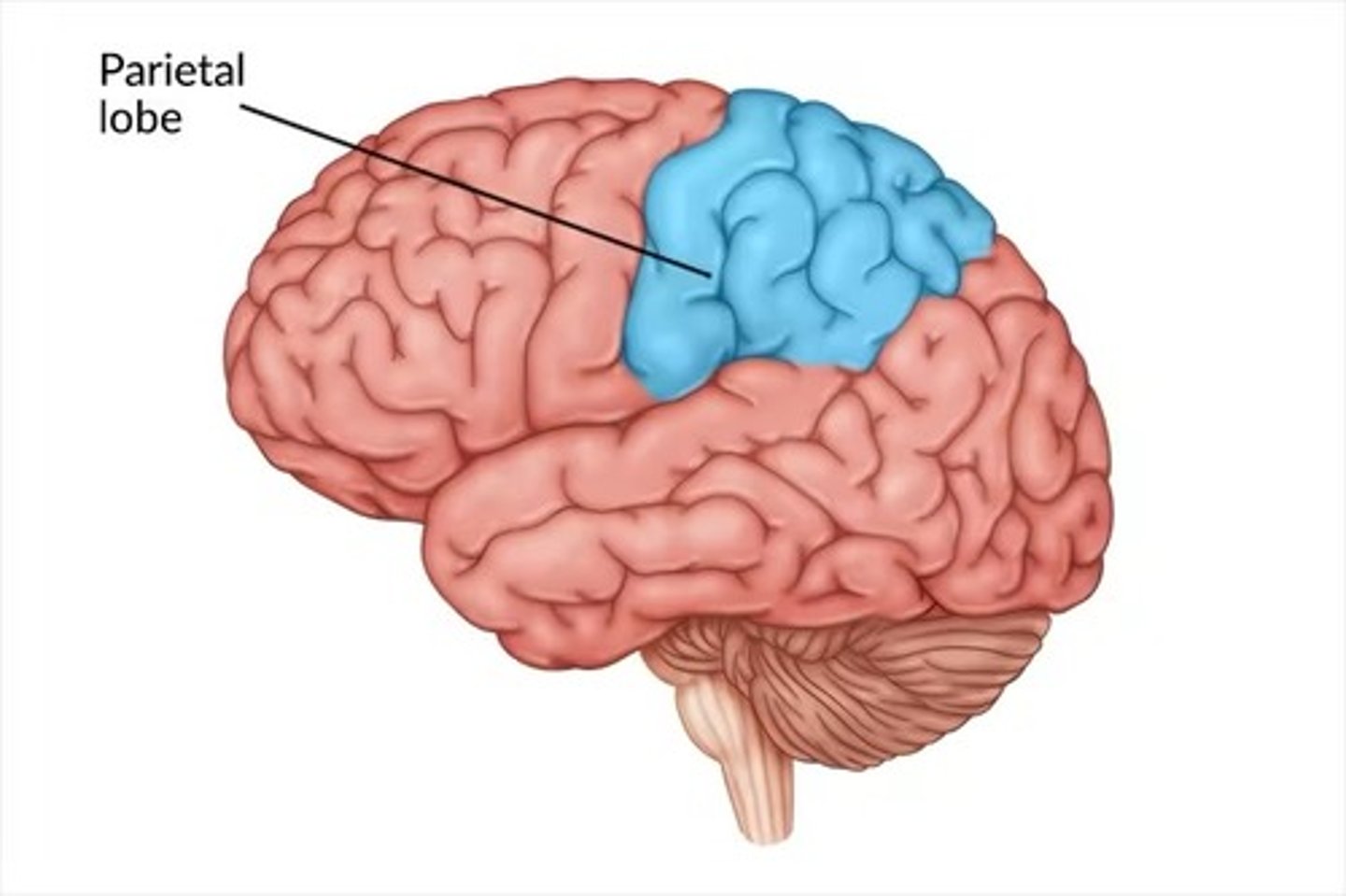 <p>Behind the frontal lobe, above the temporal lobe</p>