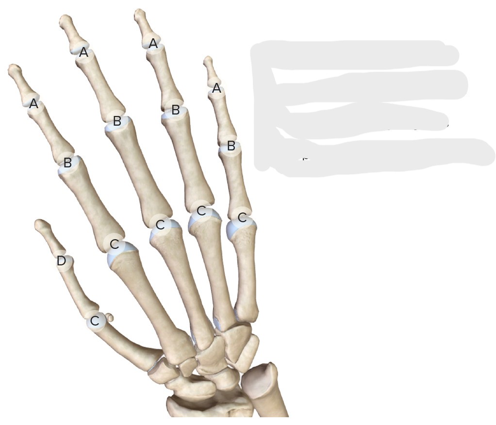 <p>Interphalangeal</p>