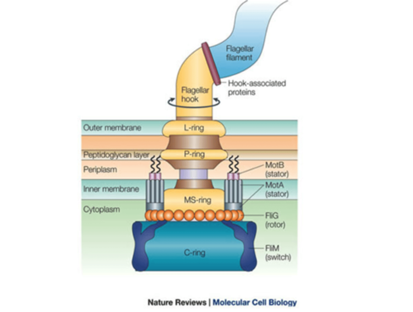 <p>connects the basal body(the motor) to the filament</p>