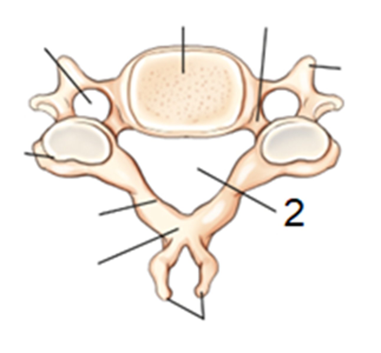 <p>vertebral foramina</p><p>3 multiple choice options</p>