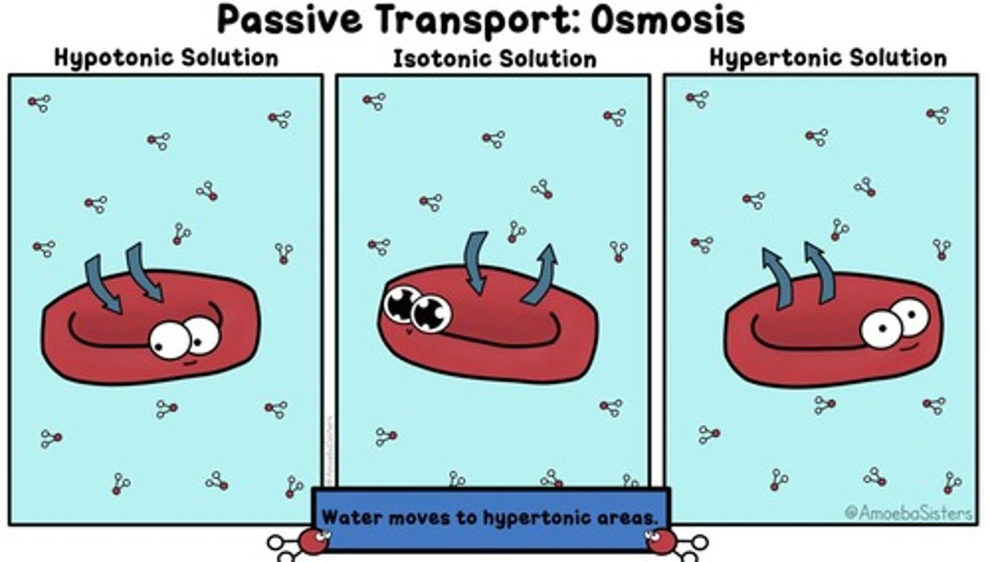 <p>Play a role in the movement of fluid and the process of osmosis</p>