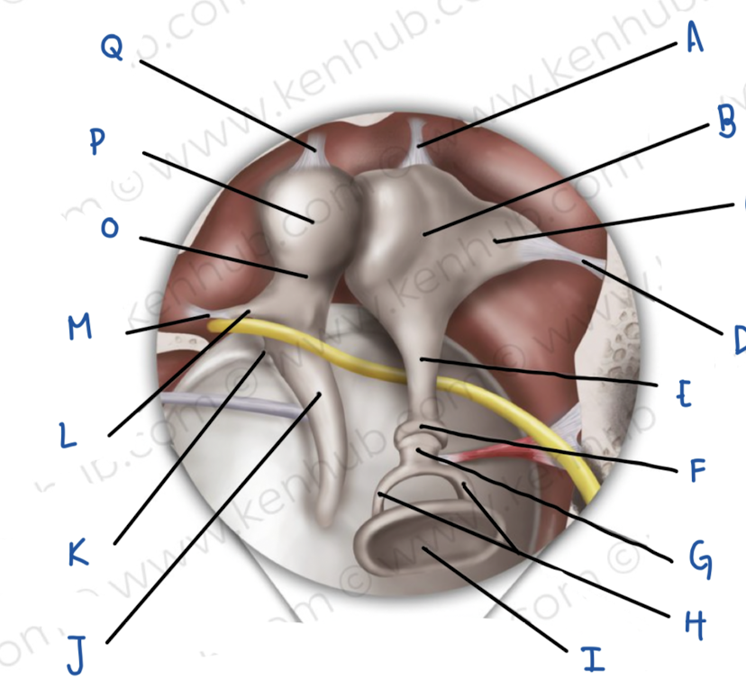 <p>Name the middle ear structure labeled D</p>