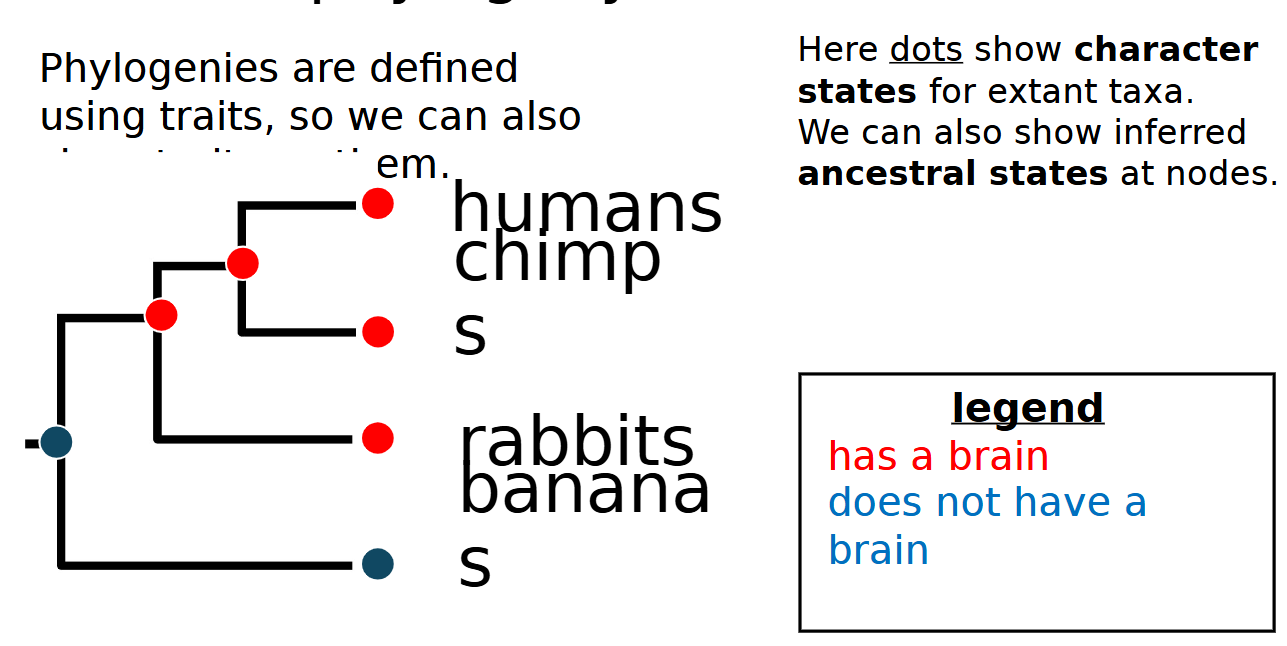 <p>character states/inferred ancestral traits are at nodes</p>