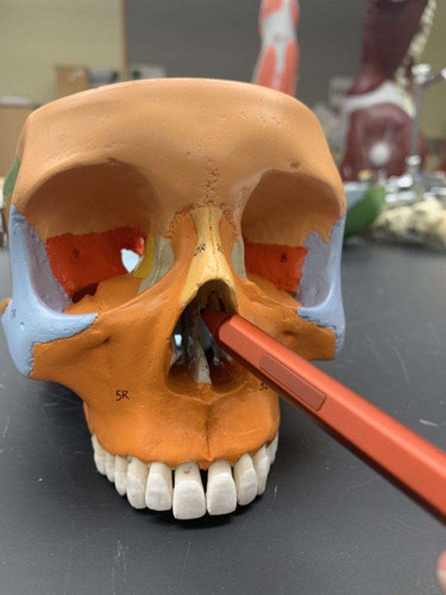 <p>forms superior part of nasal septum</p>