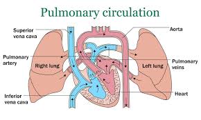 <p>The pathway that carries deoxygenated blood from the right side of the heart to the lungs and returns oxygenated blood to the left atrium.</p>