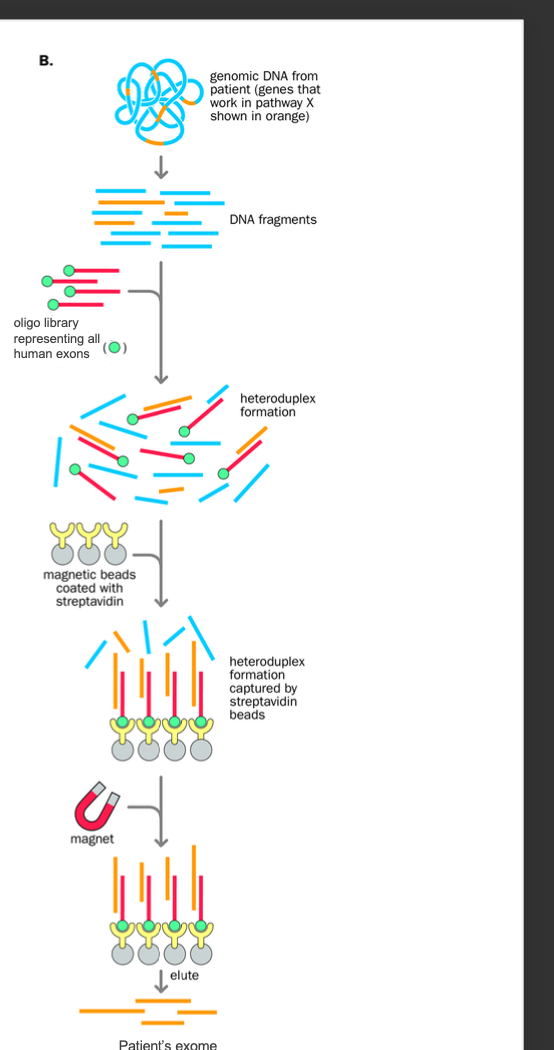<p>Exome = the expressed genome</p><p><strong>BIOTINYLATED PROBE + STREPTAVIDIN COATED MAGNET </strong></p><p></p><p>Genomic dna from patient is fragmented</p><p>Biotinylated fragment complementary to sequence of interest is prepared (biotin helps with selective purification later)</p><p></p><p>Both the fragmented dna + the biotinylated probe are denatured</p><p>Reannealing occurs - heteroduplexes form between biotinylated probe sequence + complementary sequence from the patient</p><p></p><p><strong>Streptavidin-coated magnetic beads added</strong></p><p><strong>-heteroduplexes</strong> with the biotin group are bound to the beads and selectively removed using a magnet (streptavidin-coated magnet beads)</p><p></p><p>Elution of the bound patients dna to the probe</p><p>-By <strong>heating </strong>the sample - disrupts the biotin streptavidin-coated beads binding</p><p></p><ol><li><p>Denature biotin dna probe+ patient dna</p></li><li><p>annealing</p></li><li><p>annealed heteroduplex retrieved by streptavidin (coated) magnetic beads</p></li><li><p>magnet removed by heating (biotinylated probe ALSO REMOVED) patients dna that has the sequence of interest remains</p></li></ol><p></p>