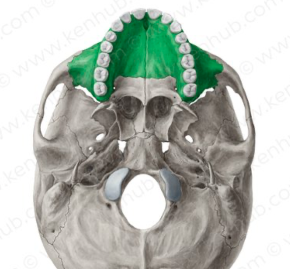 <p>what is this skull feature? </p>